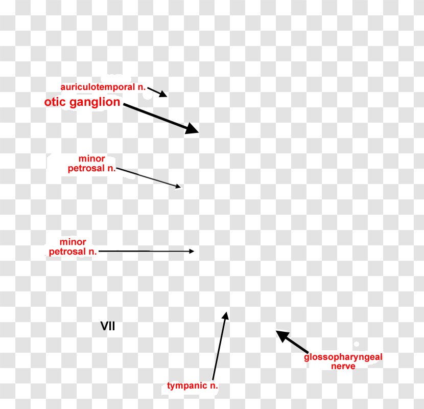 Otic Ganglion Submandibular Drawing Nerve - Text - Ear Anatomy Transparent PNG