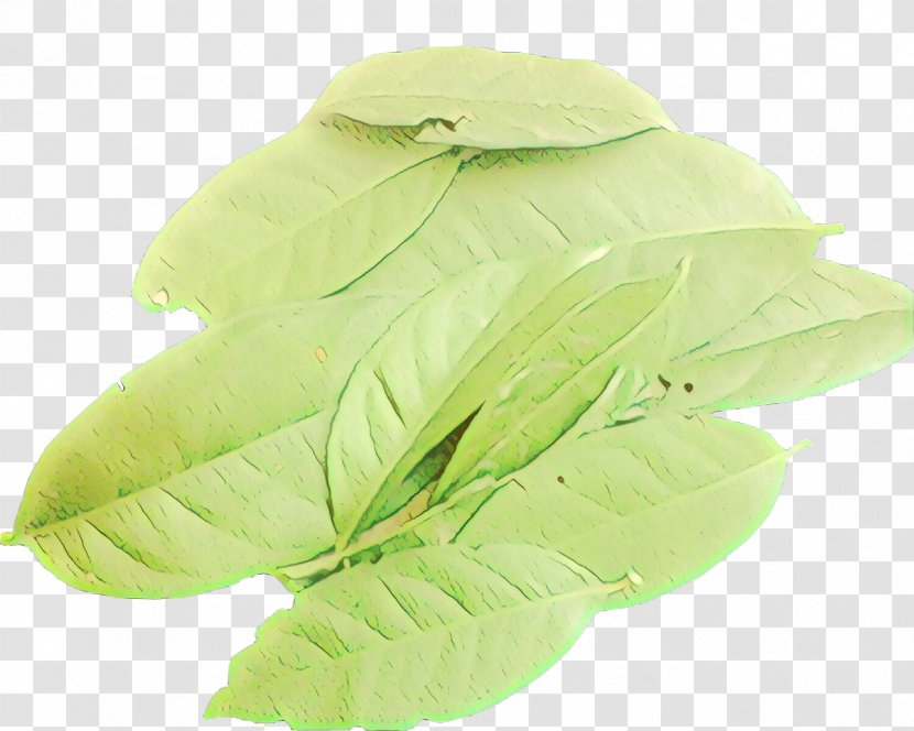 Green Leaf Background - Fashion Accessory - Glove Transparent PNG