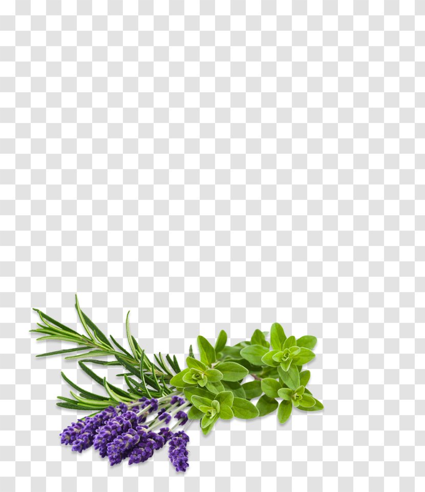 Herbalism Seed Marjoram Alternative Health Services - Herb Transparent PNG