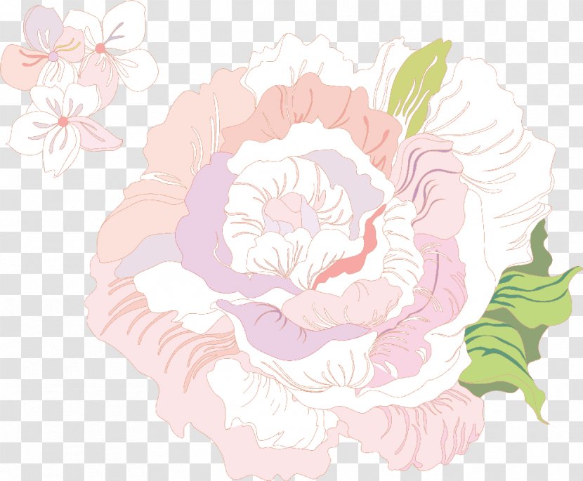 Centifolia Roses Illustration - Peach - Light Rose Transparent PNG