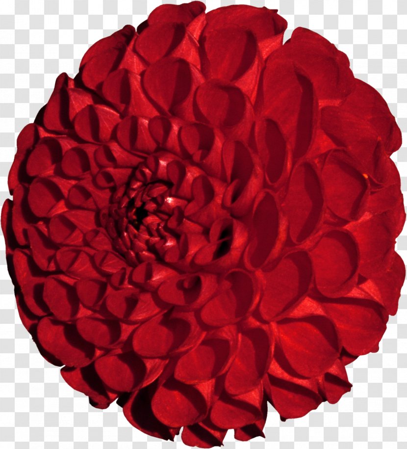 Garden Roses 世紀在迴眸: 北美華文作家短篇小說集 Floristry Red - Rose Transparent PNG