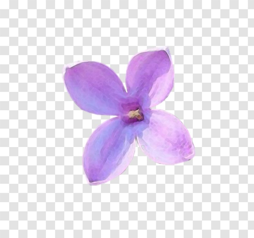 Lilac Petal Violet Flower Lilium - Moth Orchids Transparent PNG
