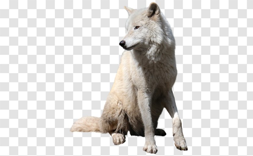 Gray Wolf Tutorial - Adobe Photoshop Elements - Catamount Transparent PNG