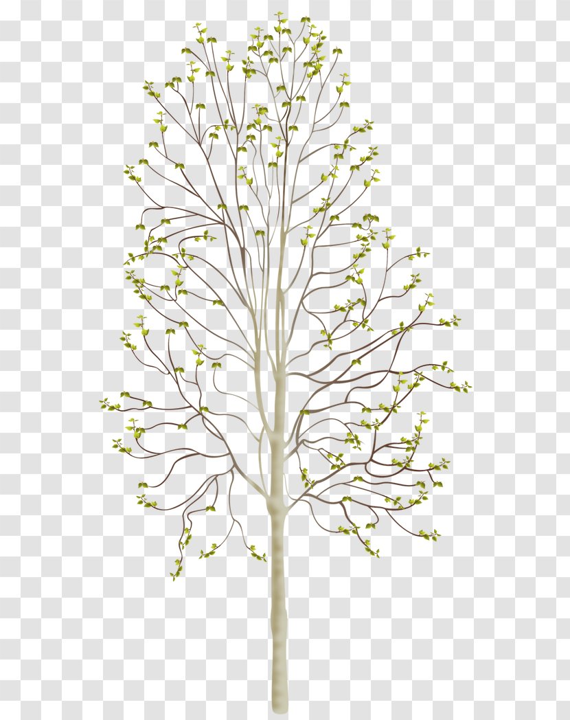 Woody Plant Stem Tree Blossom - Cherry - Spring Buds Transparent PNG