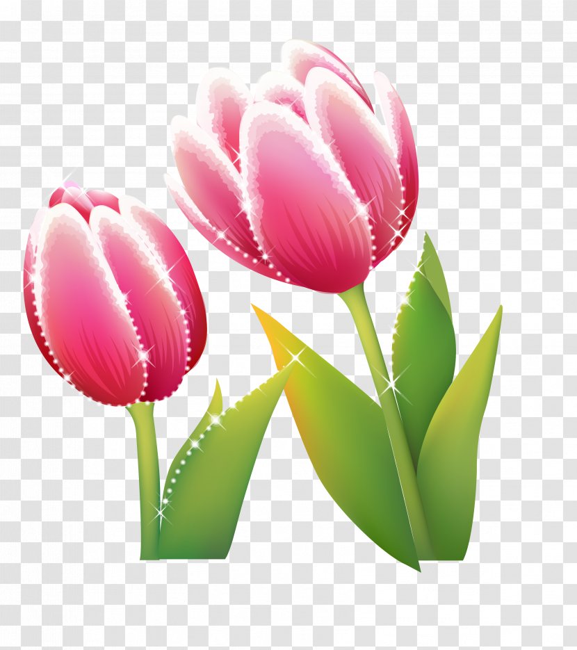 Flower Wallpaper - Group - Tulip Transparent PNG
