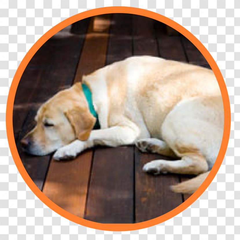 Security Alarms & Systems Home Company Closed-circuit Television - Surveillance - Sleeping Dog Transparent PNG