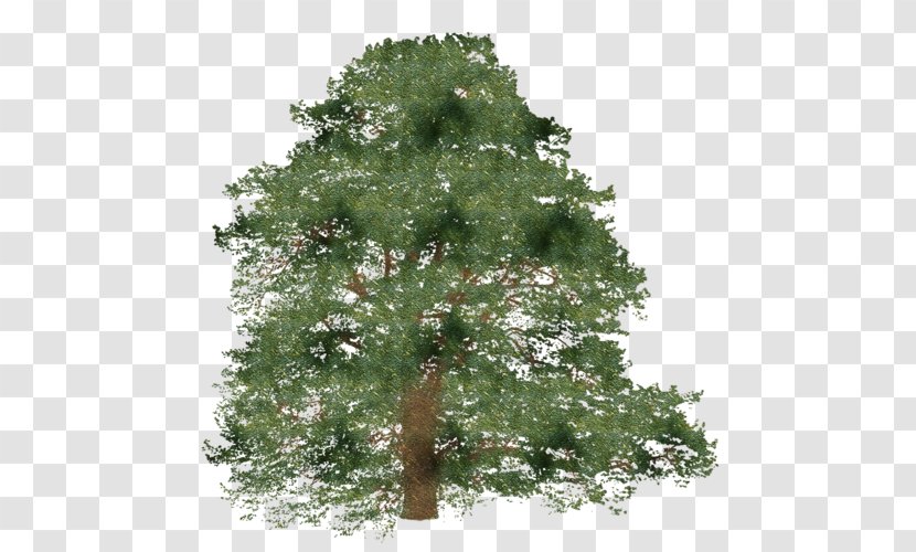 Tree Spruce Branch Shrub Transparent PNG