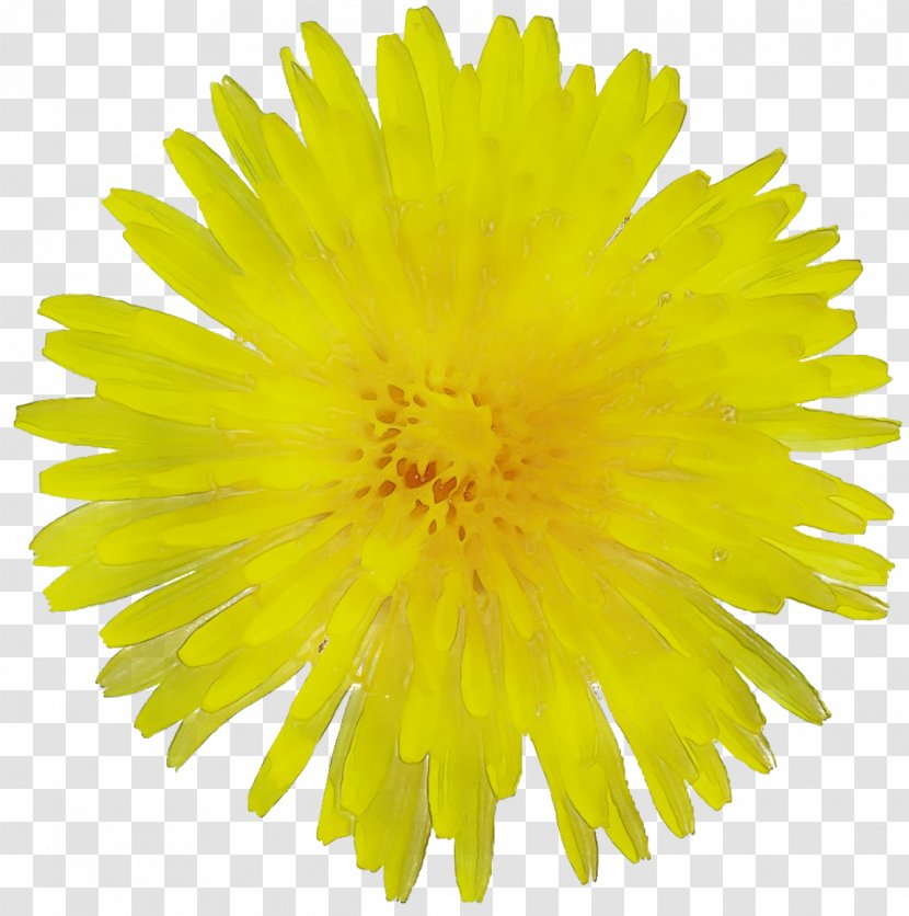 Stock Photography Illustration Flower Dandelion Vector Graphics - Yellow - Art Transparent PNG
