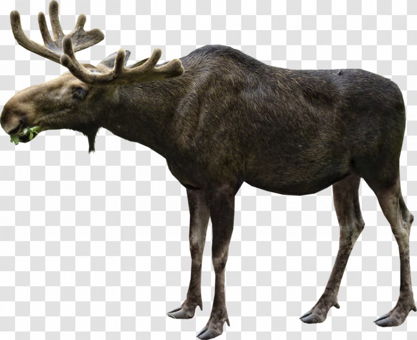 Moose Elk White-tailed Deer Hunting - Reindeer - Haunted House Transparent PNG