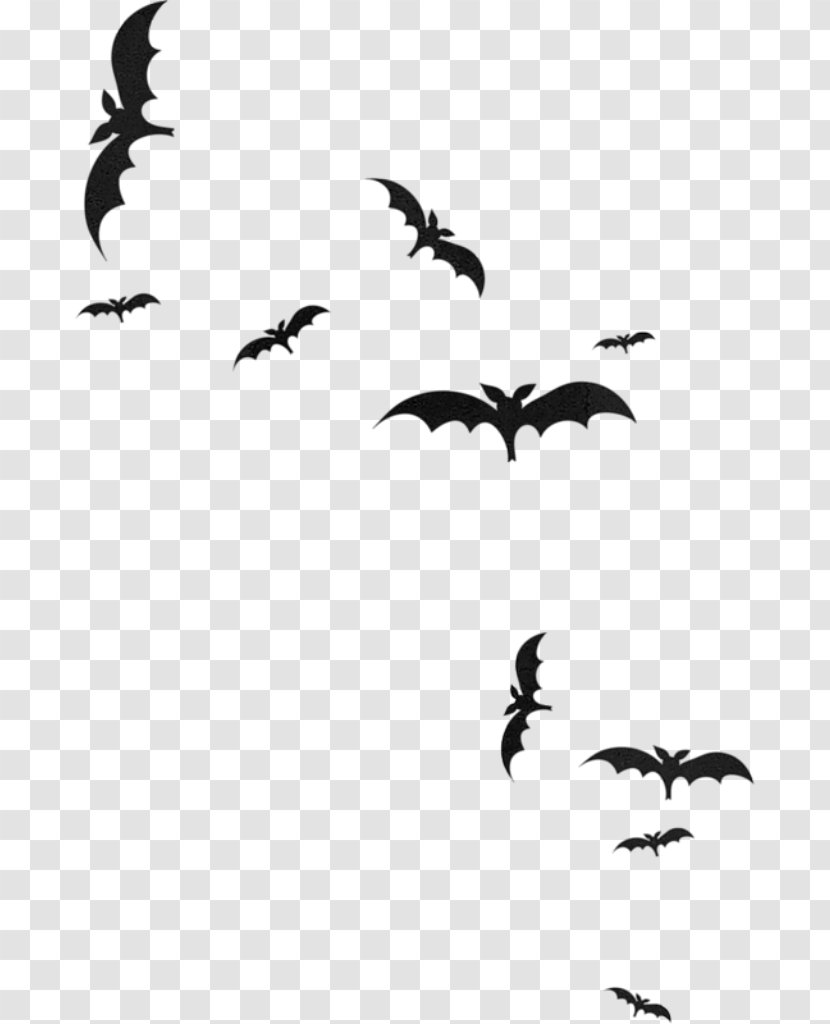 Microbat Photography Clip Art Image - Black And White - Bats Transparent PNG