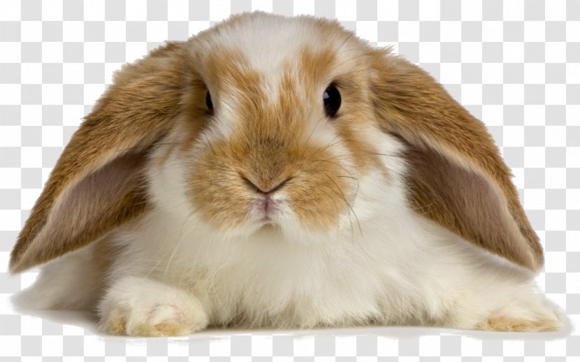 Holland Lop Angora Rabbit Pet Sitting Domestic - Fur Transparent PNG