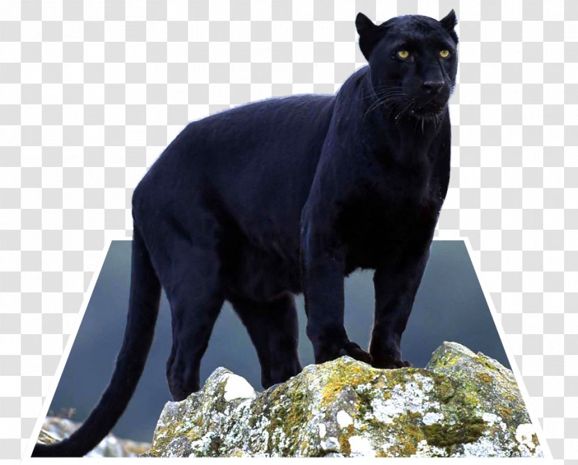 Leopard Jaguar Panther Cougar Cat - Black - POP OUT Transparent PNG