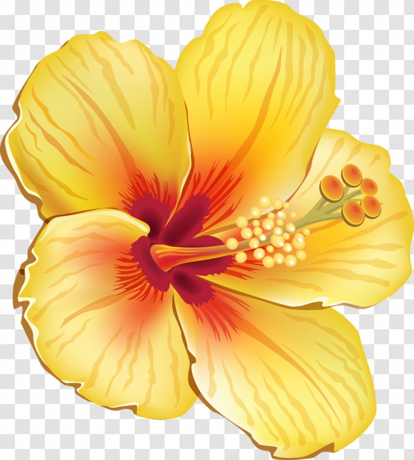 Hawaiian Hibiscus Shoeblackplant Flower Clip Art - Hawaii - Tropical Transparent PNG