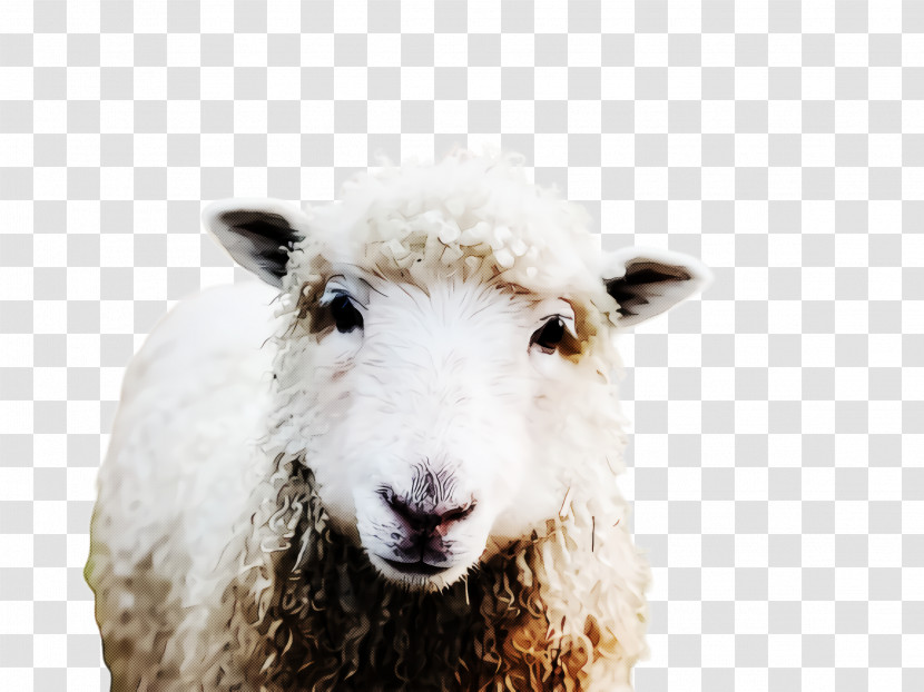 Sheep Sheep Goats Livestock Cow-goat Family Transparent PNG