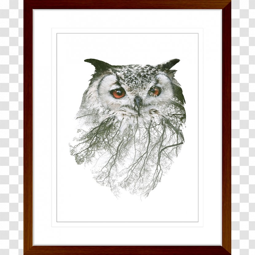 Owl Stock Photography Wall Decal - Art Transparent PNG