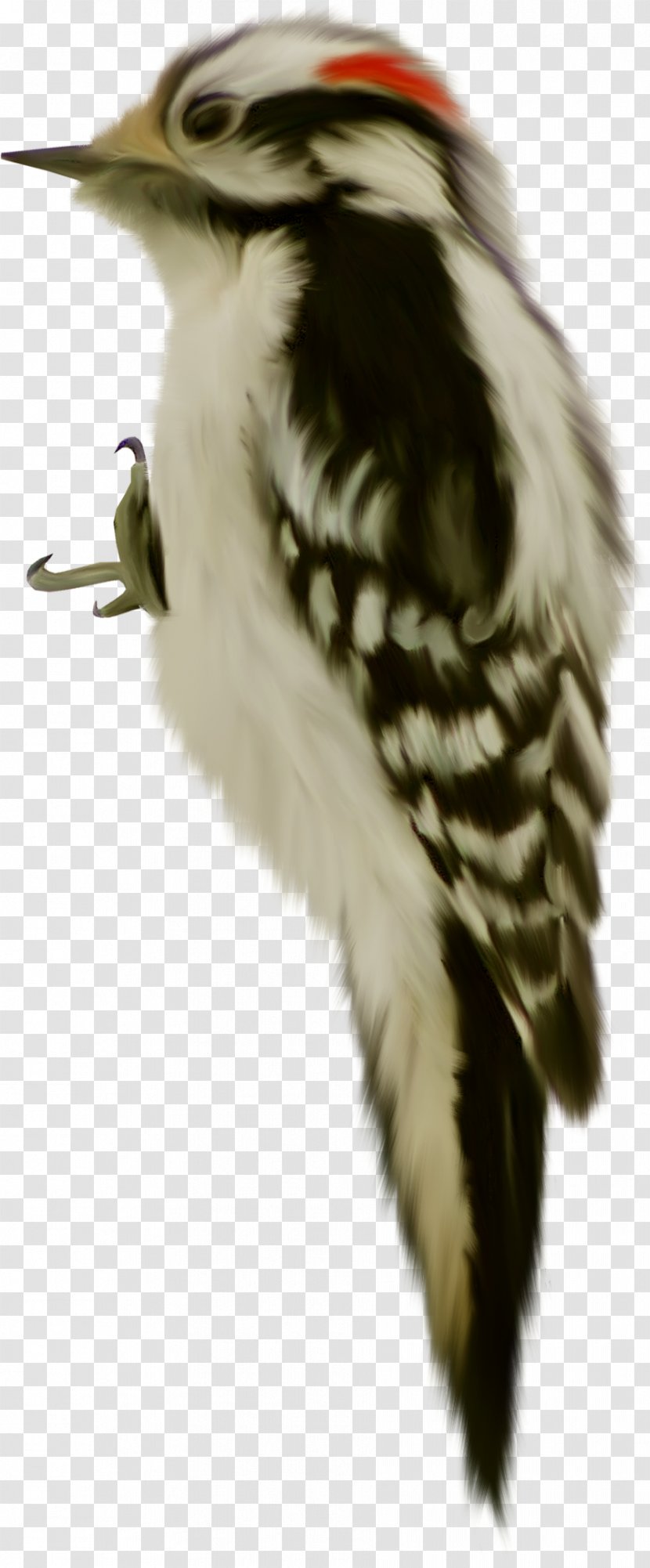 Bird Dendrocopos Animal Clip Art - Wing Transparent PNG