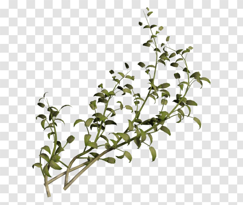 Plant Stem Advertising Shrub Flower - Sponsor Transparent PNG