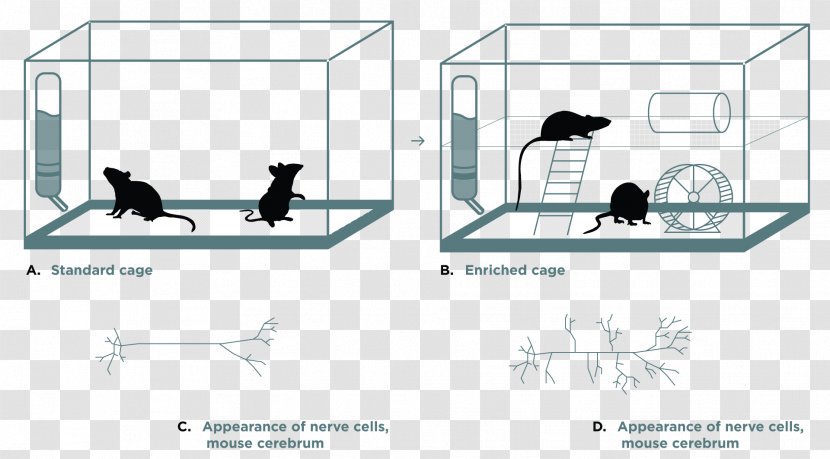 Environmental Enrichment Behavioral Mouse Psychology Neurogenesis - Area Transparent PNG