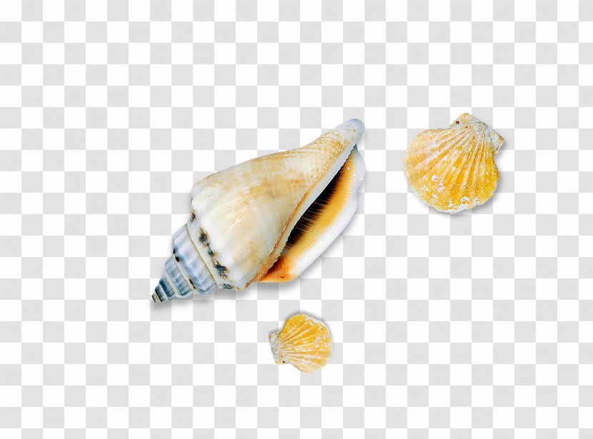 Seashell Conch Sea Snail - Conchology Transparent PNG