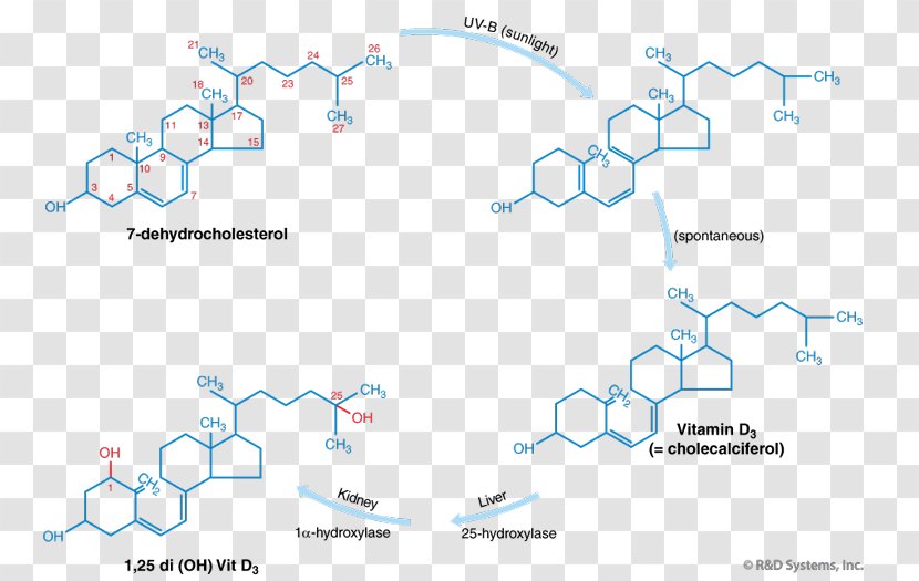 Vitamin D Calcium Supplement Bone - Cod Transparent PNG