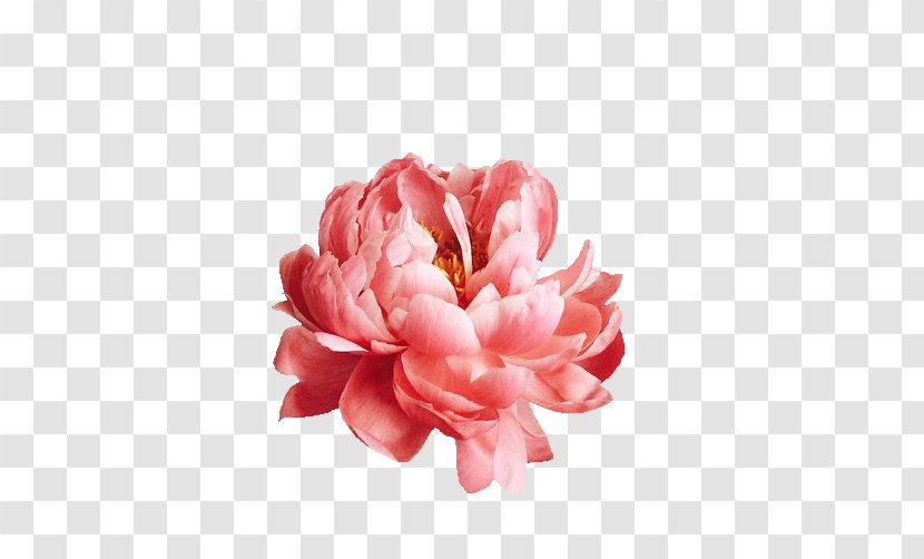 Pink Flowers Photography Nature Story Peony - Flowering Plant - Flower Transparent PNG