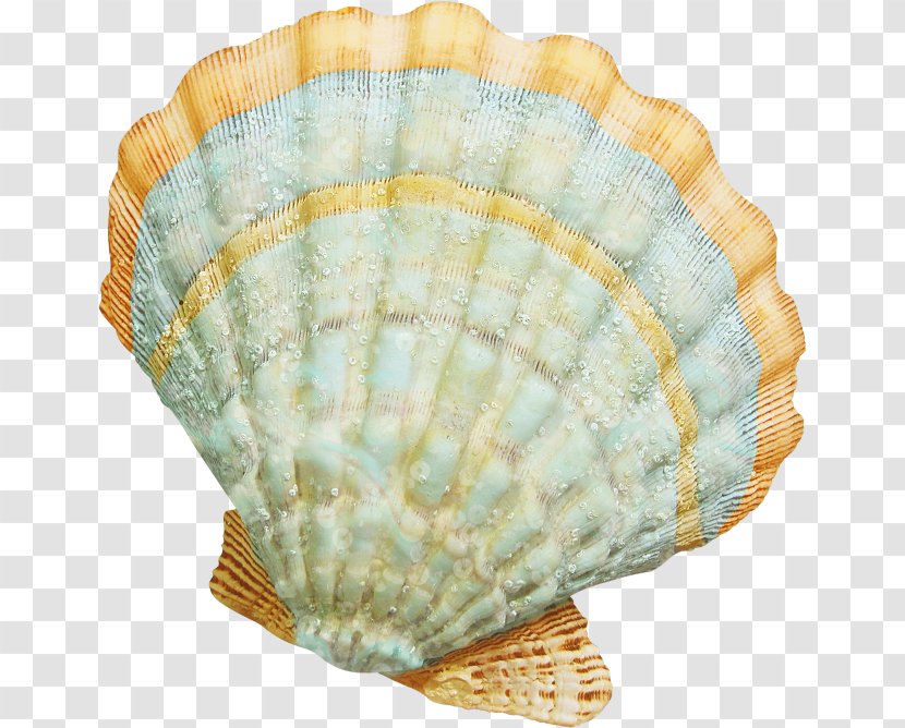 Seashell Cockle Clip Art - Rasterisation Transparent PNG