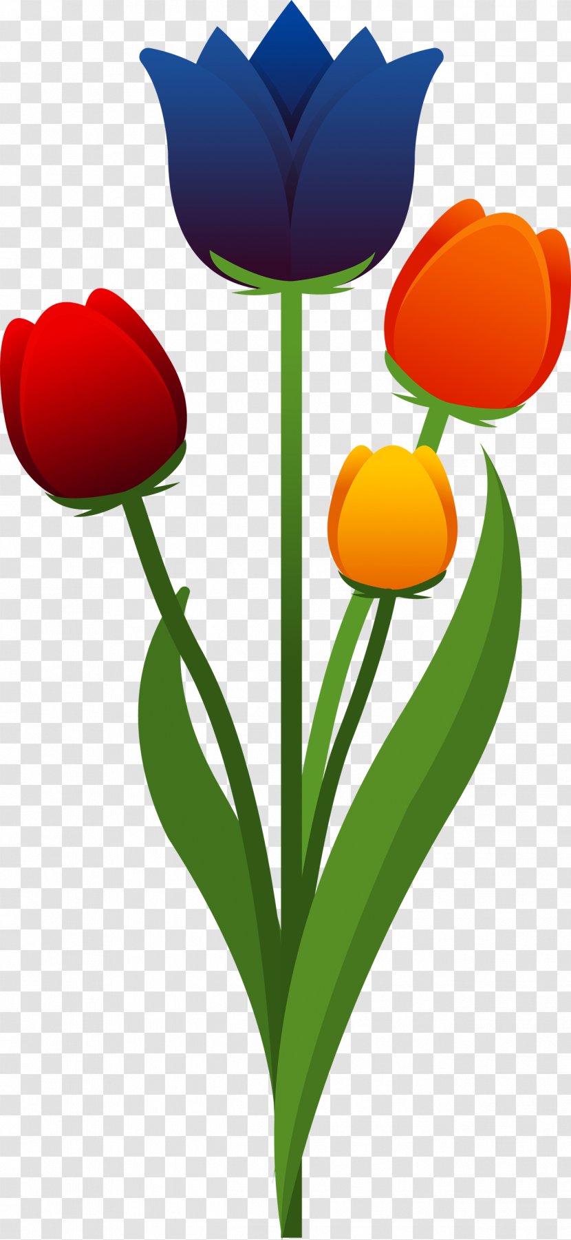 Tulip Flower - Lily Family Transparent PNG