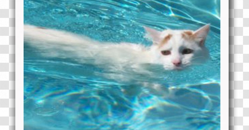 Turkish Van Cat Angora Maine Coon - Pet - Kitten Transparent PNG