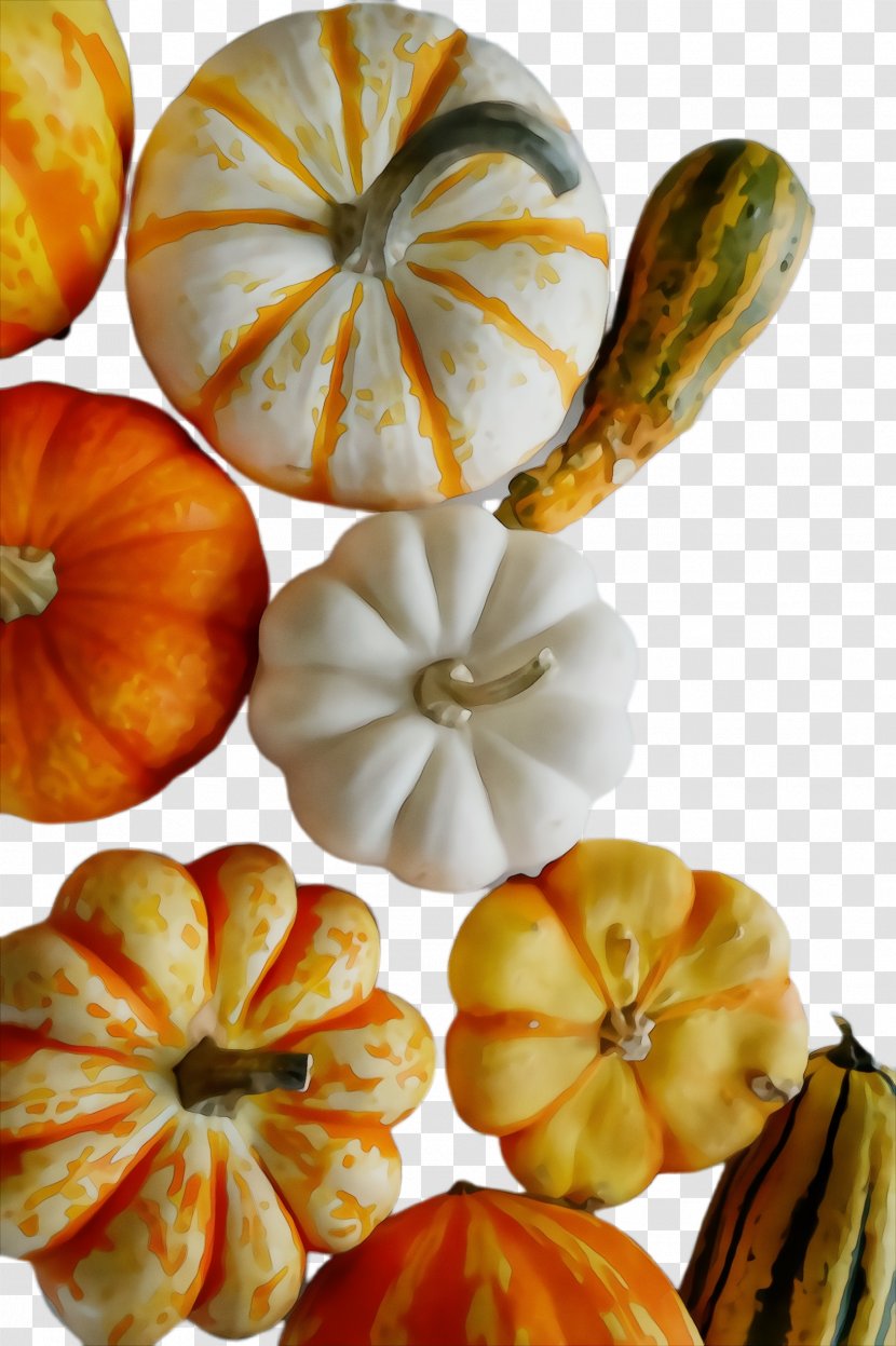 Pumpkin - Gourd - Plant Transparent PNG