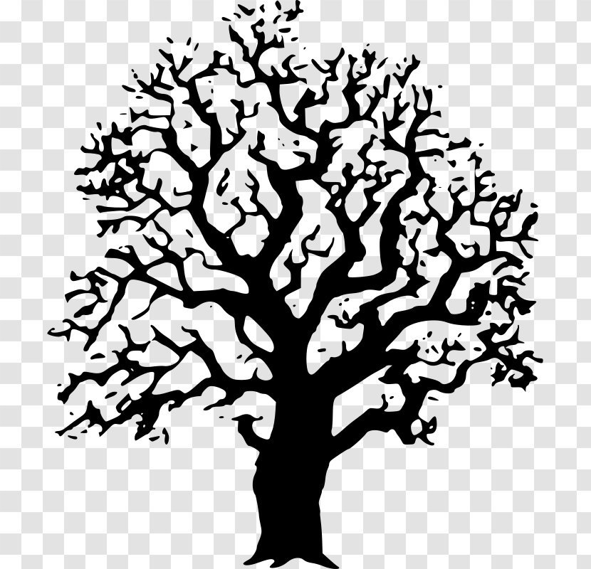 Tree Black And White Oak Drawing Clip Art - Trees Cliparts Transparent PNG