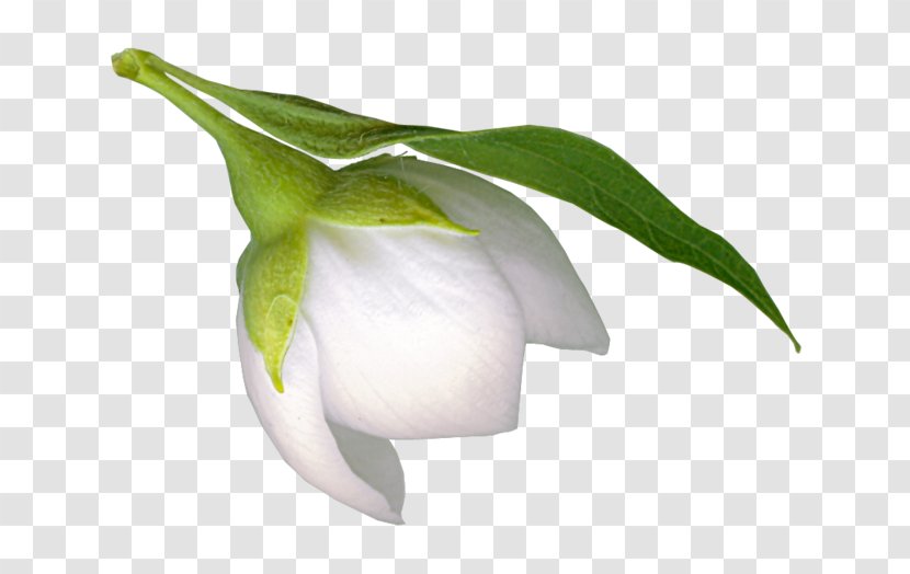 Cut Flowers Clip Art - Plant - Snowdrop Transparent PNG