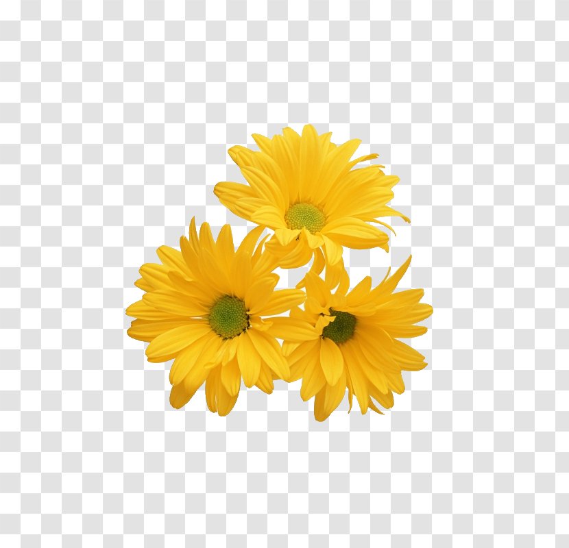 Flower - Chrysanthemum - Yellow,chrysanthemum Transparent PNG