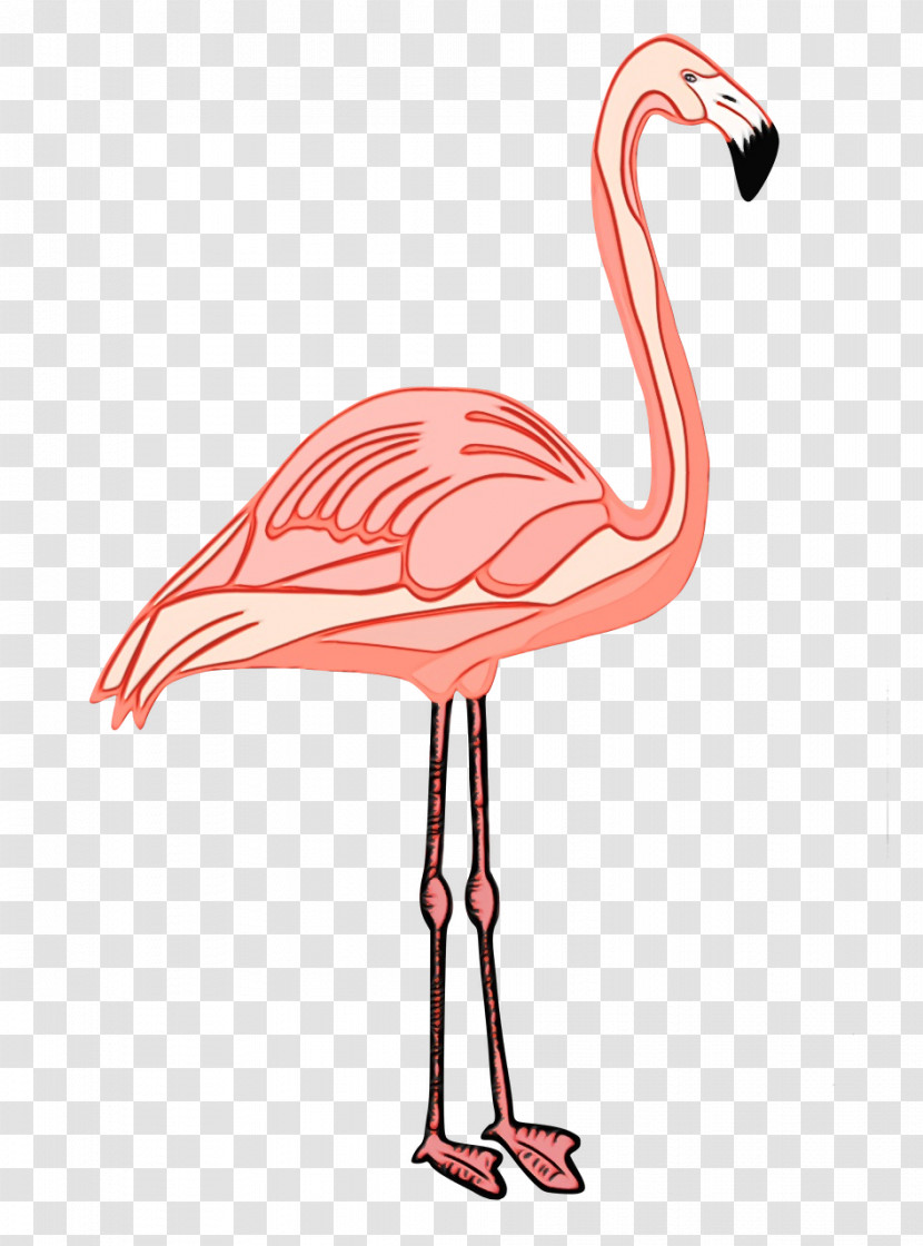 Flamingo Transparent PNG