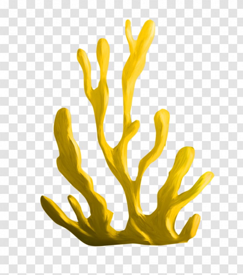 Algae Coral Download Clip Art - Hand - Tree Transparent PNG