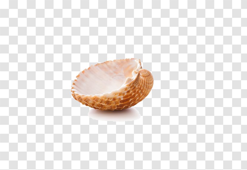 Seashell Google Images - Shell Photos Transparent PNG