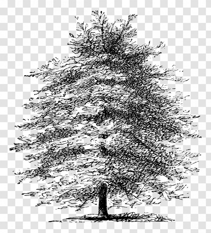 Mediterranean Cypress Tree Pine Etching Drawing - Larch - Chinese And Transparent PNG