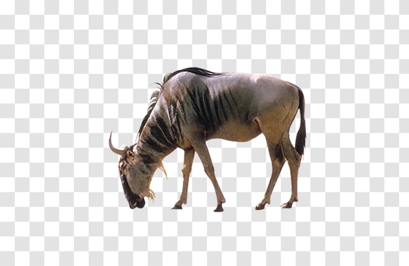 Antelope Black Wildebeest Lion Bird Predation - Hoof - Bow Sheep Transparent PNG