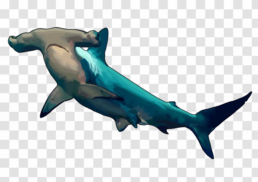 Tiger Shark Hammerhead Great White Drawing - Fish Transparent PNG