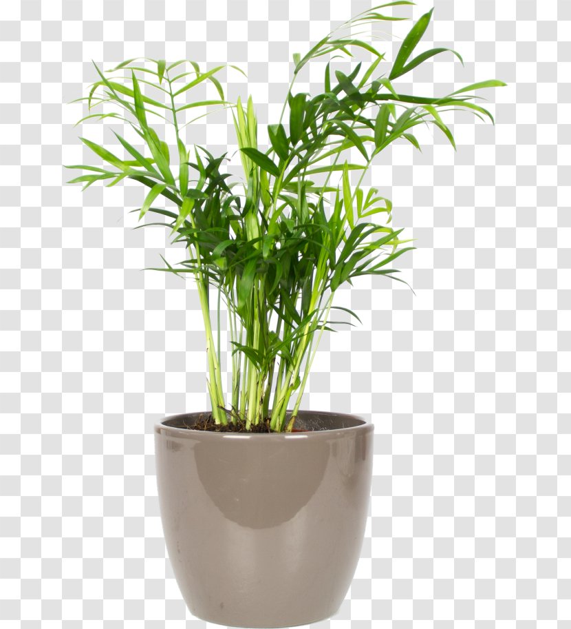 Arecaceae Chamaedorea Elegans Houseplant Spineless Yucca Chinese Money Plant - سناب شات Transparent PNG