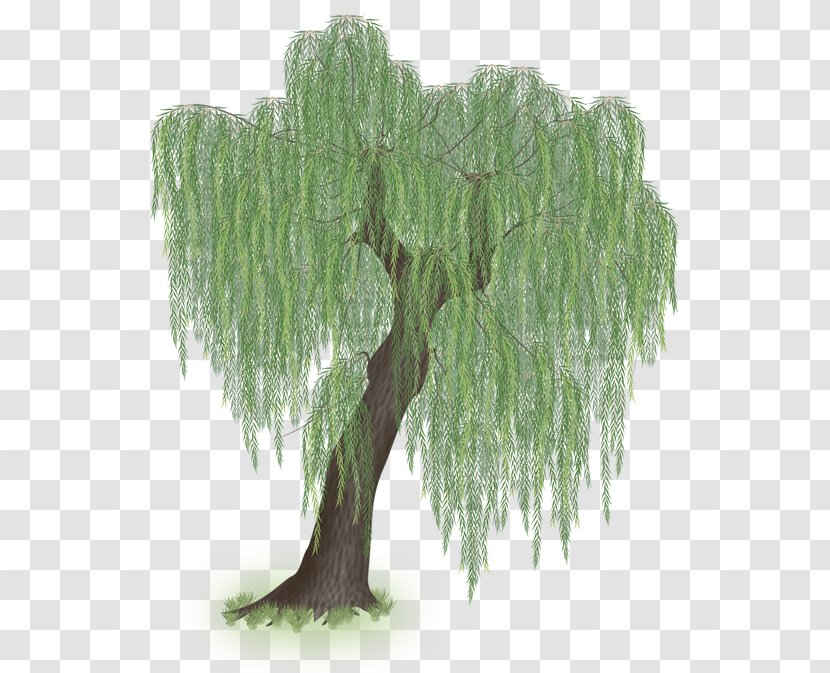 Larch Weeping Willow Tree Clip Art - Plant Transparent PNG