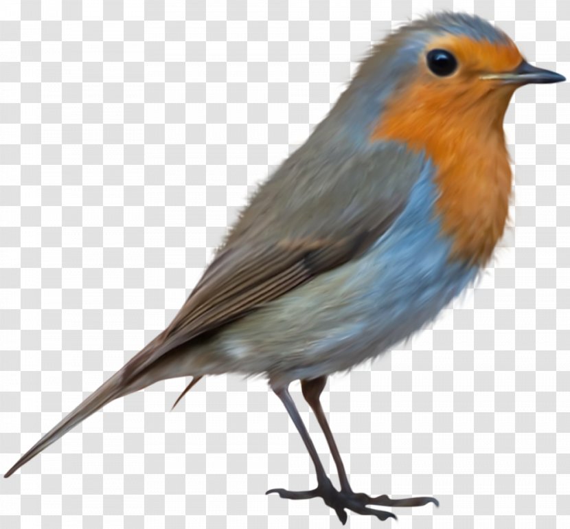 Bird European Robin Clip Art - Wing - Birds Transparent PNG