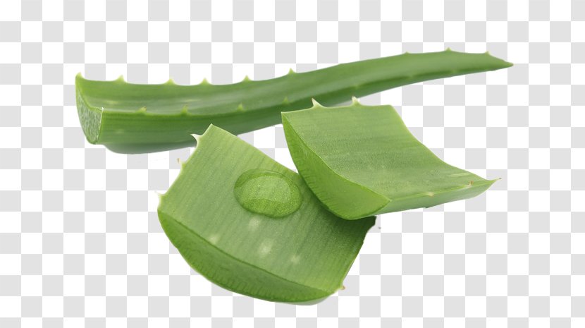 Aloe Vera, The Miracle Plant Health Leaf - Healing - Cut Transparent PNG