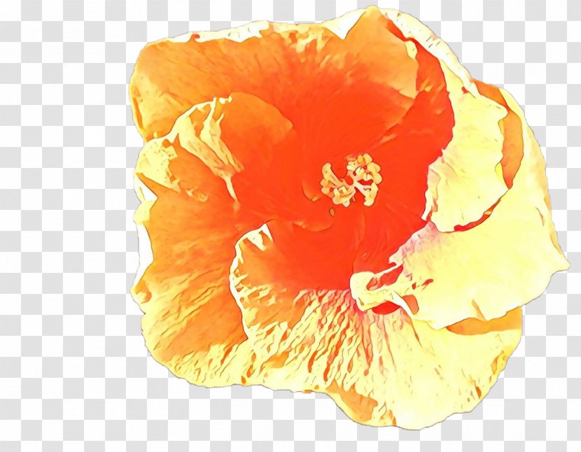 Orange - Poppy Family Plant Transparent PNG