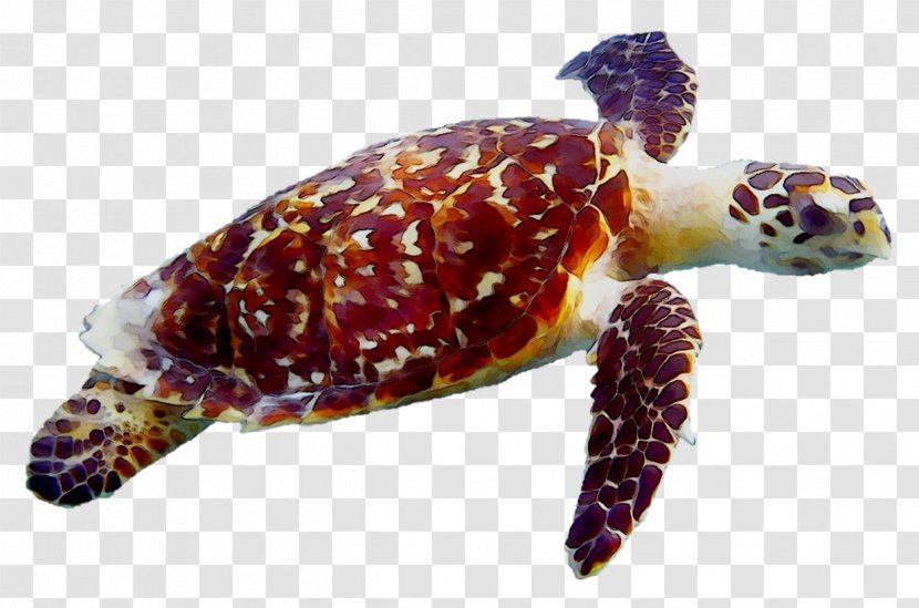 Adventures In Diving STX Loggerhead Sea Turtle Tortoise Pond Turtles - Eagle Eye Transparent PNG