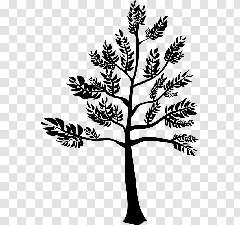 Plant Stem Twig Flower Leaf Pine - Vascular Transparent PNG