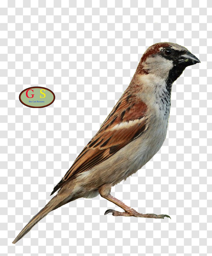 House Sparrow Bird Song Thrush Mistle Bonin - Fauna - Humor Transparent PNG