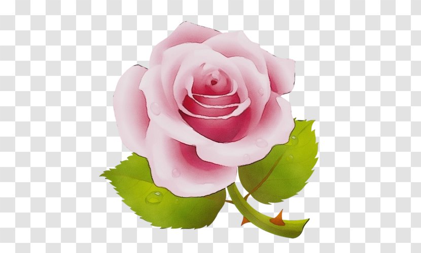 Garden Roses - Cricket - Plant Stem Camellia Transparent PNG