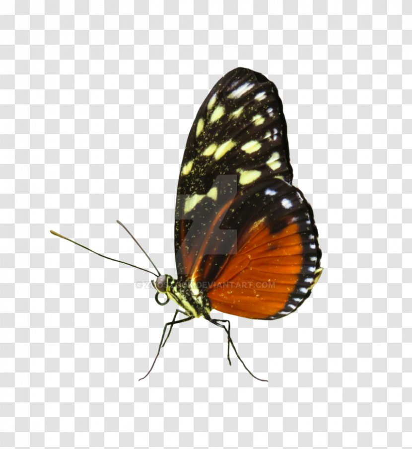 Monarch Butterfly Insect Gossamer-winged Butterflies Pieridae Image - Brushfooted Transparent PNG