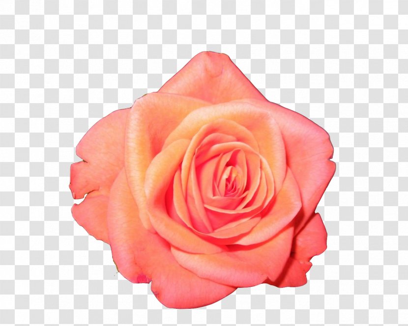 Garden Roses Flower Clip Art - Pink Flowers - Orange Transparent PNG