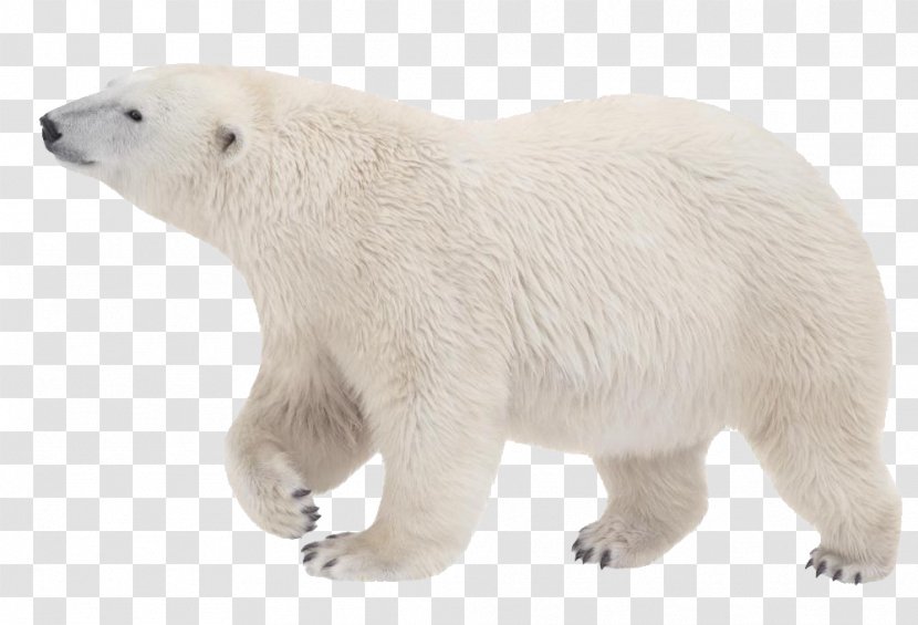 Polar Bear Kodiak Arctic Clip Art - Brown Transparent PNG